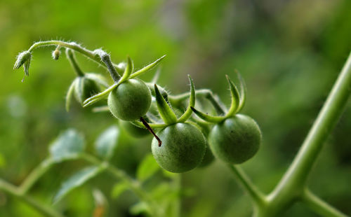 Newly grown tomato