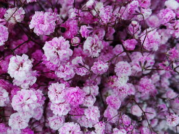 Full frame shot of pink flowering plants