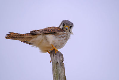 Low angle view of bird perching on wooden post