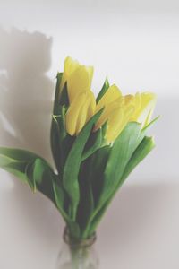 Yellow tulips in vase against wall