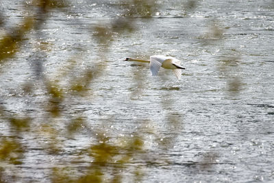 View of ducks swimming in lake