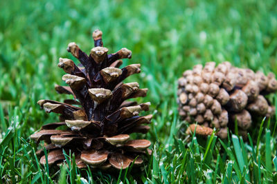 Close-up of mushrooms on grass