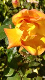 Close-up of yellow flower blooming outdoors