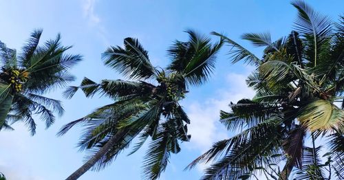 Low angle view of palm trees against sky