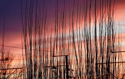 Silhouette plants against sky during sunset