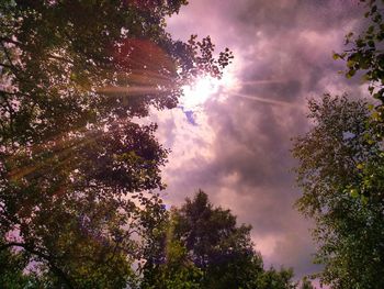 Low angle view of trees against sky