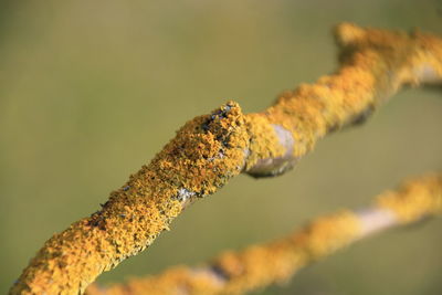 Close-up of insect on twig