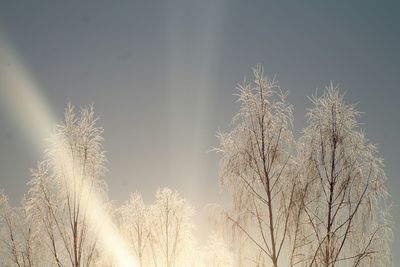 Low angle view of trees against sky