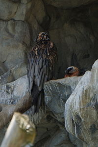 Birds perching on rock