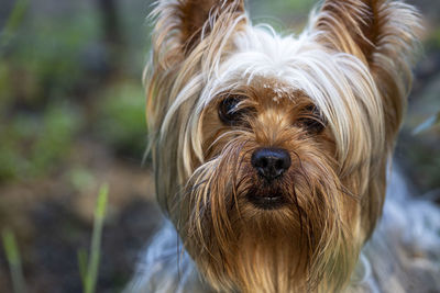 Close-up portrait of dog