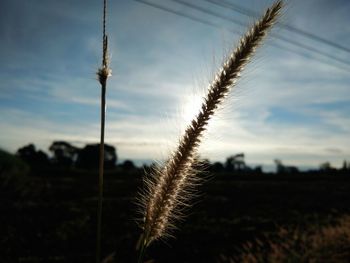 Close-up of plant against sky