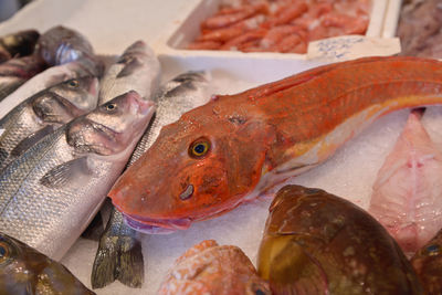 Close-up of fish for sale