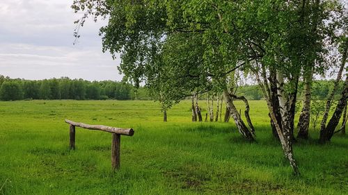 Trees on field against sky