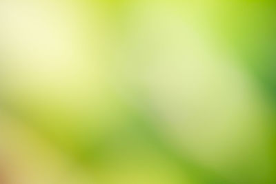 Defocused image of plant