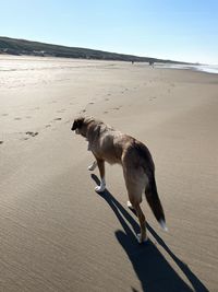 Full length of a dog on beach