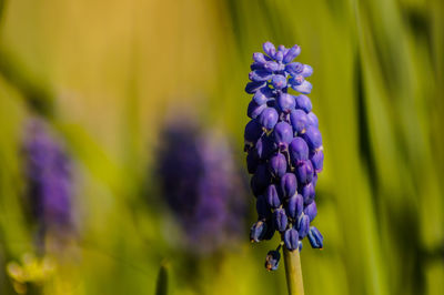 Close-up of purple flowering plants