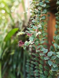 Close-up of plant