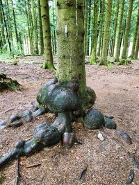 View of tree trunk in forest