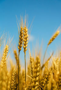 Close up of ripe wheat ears against beautiful sky with clouds.