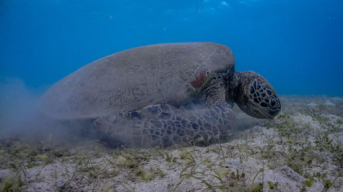 View of turtle swimming in sea