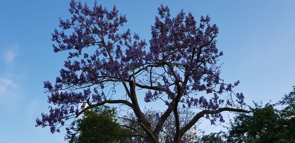 Low angle view of flowering tree against blue sky