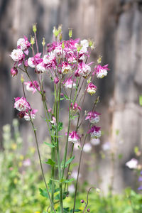 Close-up of pink flowering plant