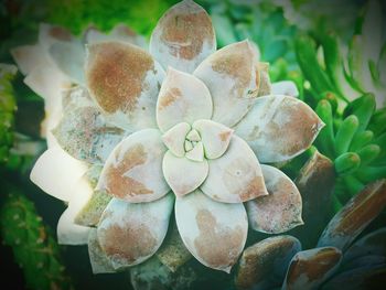 Close-up of plant
