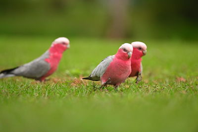 Two birds perching on grass