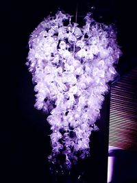 Close-up of purple flower