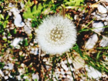 Close-up of white dandelion flower