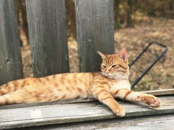 Portrait of cat on wood