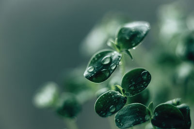 Green sprouts of young greenery macro shooting