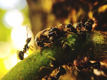 Close-up of insect