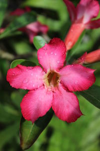 Close-up of wet pink flowering plant