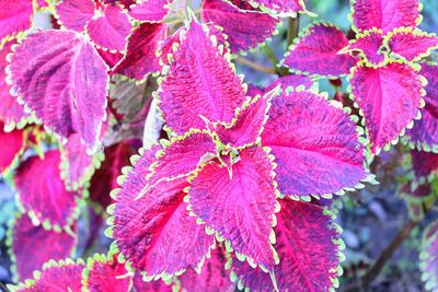 Close-up of pink flowering plant leaves