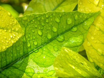 Full frame shot of wet leaf