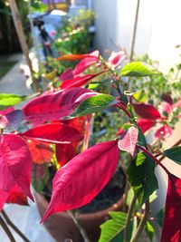Close-up of red hibiscus plant