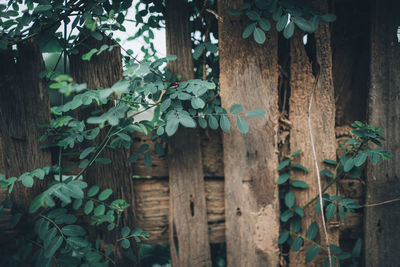 Close-up  of ivy and vines growing on abandoned wooden fence