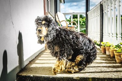 An english cocker spaniel on the front porch