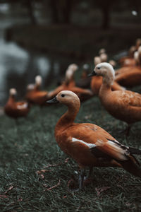 Wild ducks walking in the autumn park by the pond