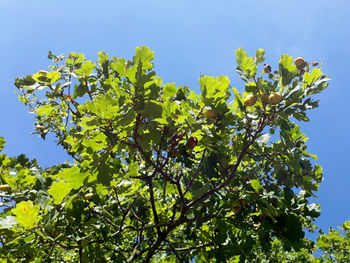 Low angle view of tree against clear blue sky