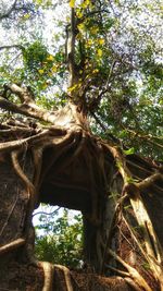 Low angle view of tree roots