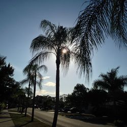 Palm trees along road