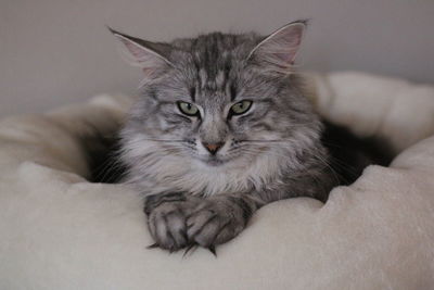 Portrait of cat lying on bed