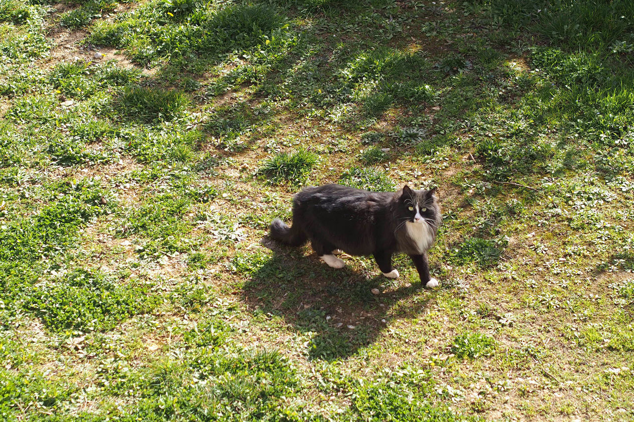 HIGH ANGLE VIEW OF A HORSE IN FIELD