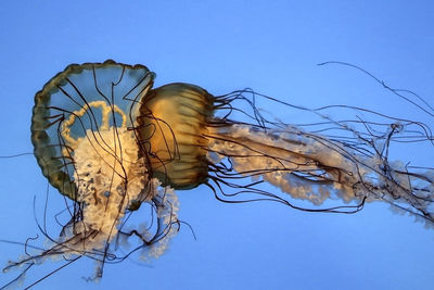 Close-up of jellyfishes in sea