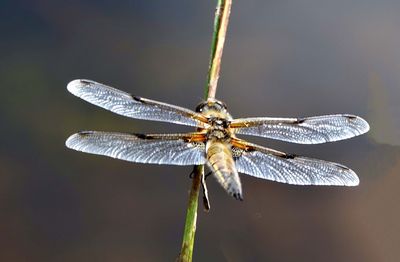 dragonfly