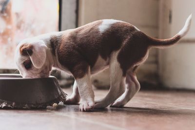 Close-up of dog