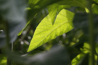 Close-up of leaves on plant