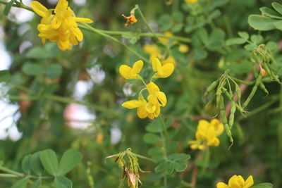Close-up of yellow flowering plant